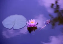 Oración a la Rosa Mística y San Rafael: Paz y sanación